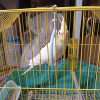 عروس هلندی