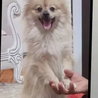 سگ پامر روباهی