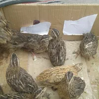 گوشت بلدرچین نر کشتار رایگان و ماده بلدرچین|پرنده|مشهد, نوید|دیوار