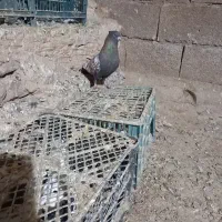 کبوتر‌‌قزوینی‌نر