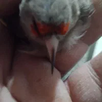 سهره نرکرمانی