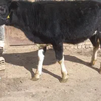 دوراس تلیسه|حیوانات مزرعه|ازنا, |دیوار