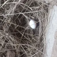 مرغ تخم گذار|حیوانات مزرعه|آبادان, |دیوار