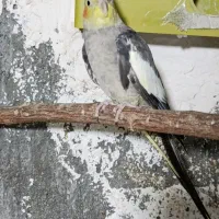 یک عدد عروس هلندی نر