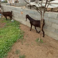 بز جوان دو دندان آبستن|حیوانات مزرعه|سیمین شهر, |دیوار