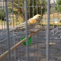 قناری موزاییکی|پرنده|اهواز, کیانشهر|دیوار