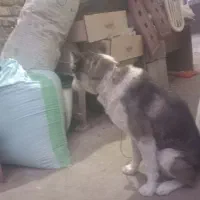 واگذاری فروش|سگ|احمدسرگوراب, |دیوار