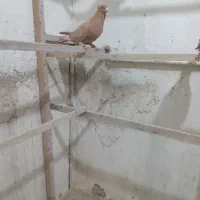 زردکاکلی|پرنده|ری, دیلمان|دیوار