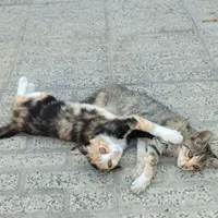 واگذاری بچه گربه