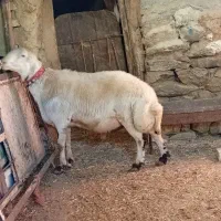 قوچ‌ سفید پلنگی