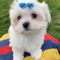 سگ پاپی پشمالو شیتزو کراس|سگ|اصفهان, کارلادان|دیوار