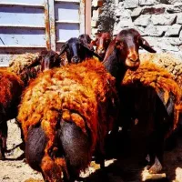 فروش دام زنده خریدمستقیم ازدامداری+قصاب رایگان