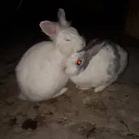 یک جفت خرگوش سالم و سرحال