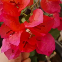 گل اپارتمانی