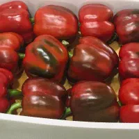 نیروی خانم