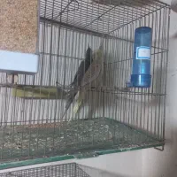 جوجه عروس هلندی|پرنده|اصفهان, آبشار|دیوار