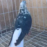 کبوتر سینه باز تخت دم سفید|پرنده|کرمانشاه, |دیوار