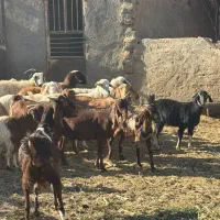 همه رقم گوسفند موجود داریم|حیوانات مزرعه|یزد, |دیوار