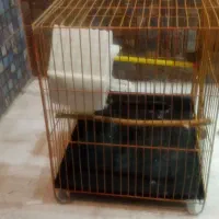 قفس|لوازم جانبی حیوانات|هشتگرد, شهرک صنعتی هشتگرد|دیوار