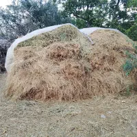 فروش علوفه و یونجه