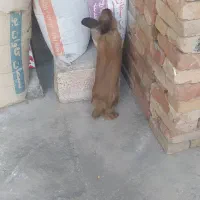خرگوش|موش و خرگوش|مهاباد (آذربایجان غربی), |دیوار