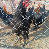 خروس برای کشتار|حیوانات مزرعه|میانه, |دیوار