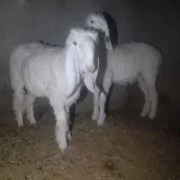 دوعدد مری اصل طوطی دوقلو زا ابست