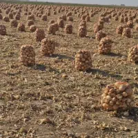 پیاز|خوردنی و آشامیدنی|جوین, |دیوار