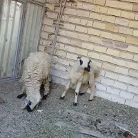 اسباب بازی بره ناقلا