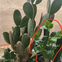 گل های زیبا|گل و گیاه طبیعی|تبریز, |دیوار