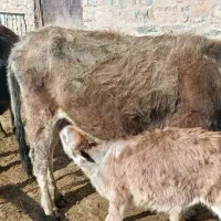 گاو وگوساله