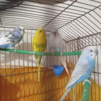 4عدد مرغ عشق