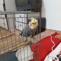 عروسی هلندی نر باقفس فروش فوری|پرنده|ابهر, |دیوار