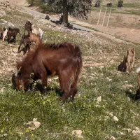 یک عدد بعده افقانی گرم به فروش میرسد|حیوانات مزرعه|مسجد سلیمان, |دیوار