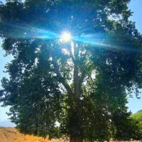 سیم کارت خشک دایمی 09114921552
