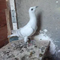 6تا گرفتنی|پرنده|تربت‌حیدریه, قائم|دیوار