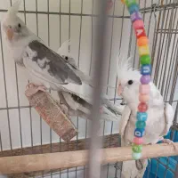 فروش سه عدد جوجه دوکت البینوولتین|پرنده|اسلامآباد غرب, |دیوار