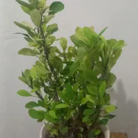 هفت گلدان پانصد تومان