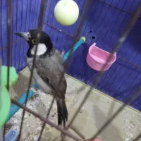 پرنده|پرنده|شادگان, |دیوار