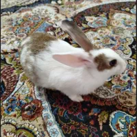 خرگوش ماده هردو باهم فروخته میشود