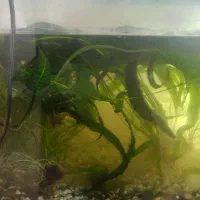 گیاه اکواریوم