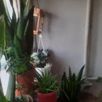 گل و گیاه|گل و گیاه طبیعی|تهران, فدک|دیوار