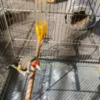 سهره دورگ جوجه معاوضه با رسمی|پرنده|بهارستان, |دیوار