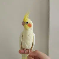 عروس هلندی نروماده جفت لوتینو با دوتاجوجه و تخم