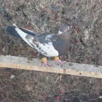 کفتر پرشی نر|پرنده|محمدیه-قزوین, |دیوار