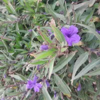 باغبانی،باغچه،گلکاری|خدمات باغبانی و درختکاری|سمنان, |دیوار