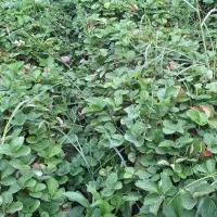 نهال سابرینا درجه ۱