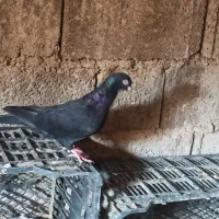 معاوضه|پرنده|بندر گناوه, |دیوار