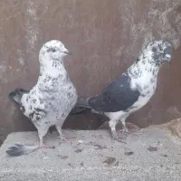 کبوتر جفت سوسکی|پرنده|اردبیل, |دیوار