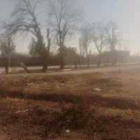 خریدچوب ودرخت همه نوع حرس درخت تسویه نقدی|خدمات باغبانی و درختکاری|نیشابور, چاه بلند|دیوار